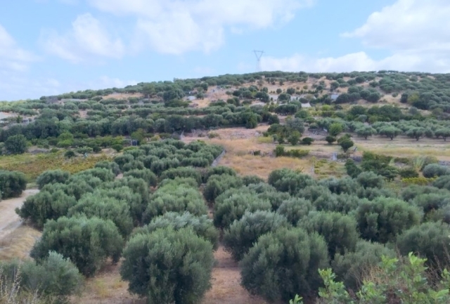 Plot of 1035m2 for sale in Kato Episkopi - Sitia 