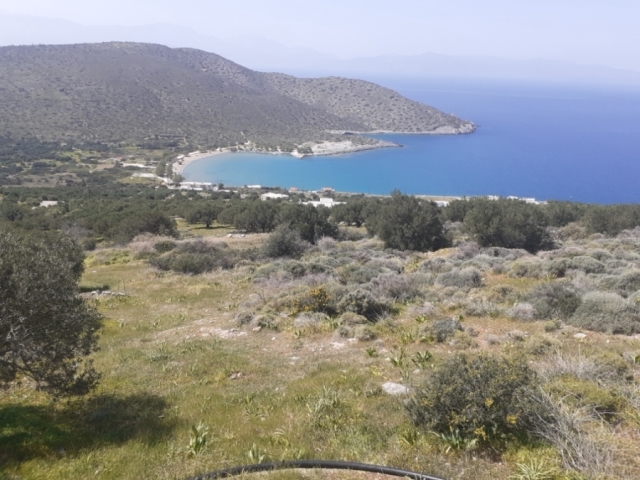 Buildable land of 9.952 m2 for sale in Tholos 