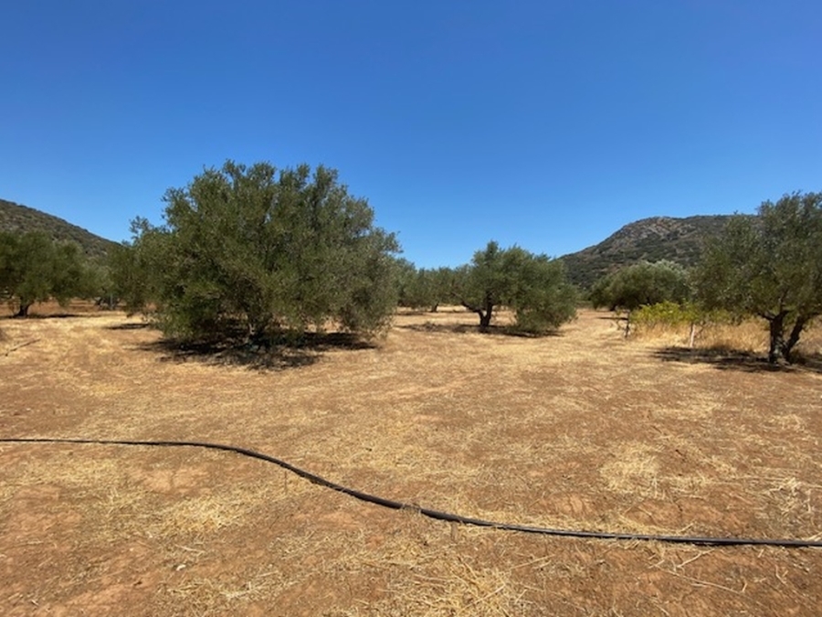 Μεγάλη οικοδομήσιμη έκταση στην περιοχή των Λακωνίων - Λασιθίου 