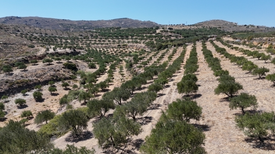 Large agricultural land  for sale in the area of Hamezi - Sitia 