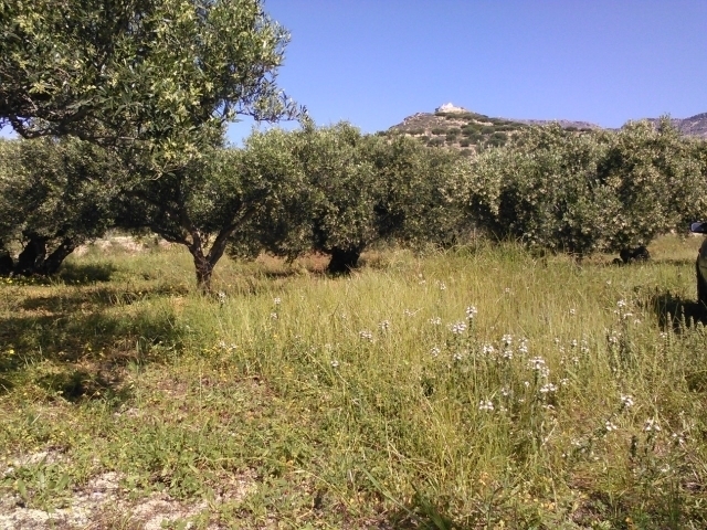 An agricultural land of 5.026m2  for sale close to  Ierapetra 