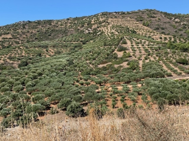 Land plot of 16.800m2 is for in the village of Kalo Chorio Lasithi 