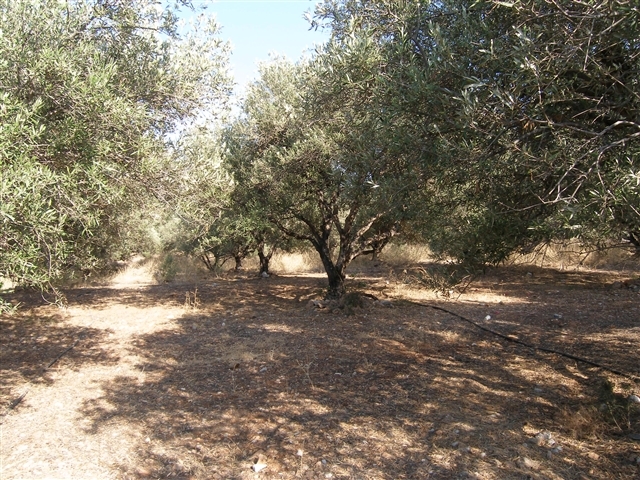 Buildable area of 3.600m2 or three areas of 1,200m2 for sale in Milatos 