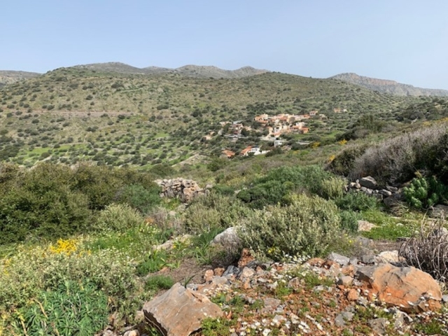 Land plot available for sale in the area of Pines near Elounda 